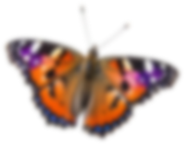 Animation 5